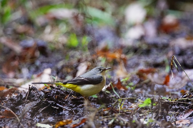 LZLC,Grey Wagtail