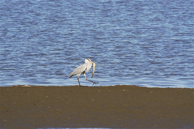 AITM,Grey Heron