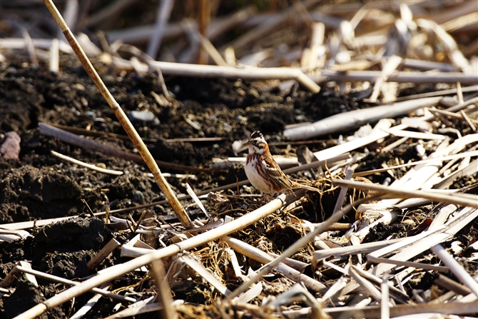 JV_J,Rustic Bunting