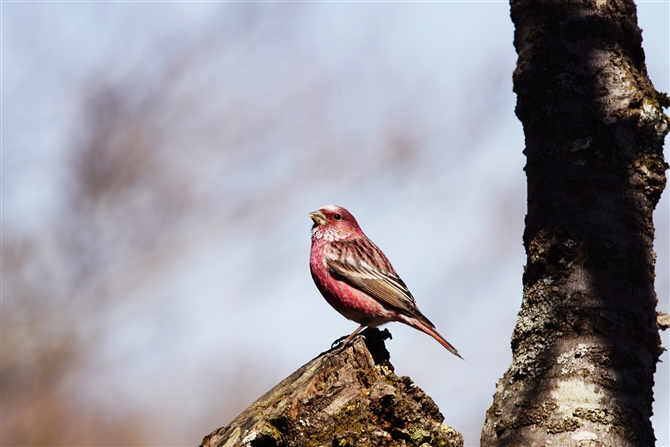 II}VR,Pallas's Rosefinch