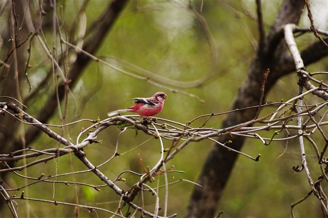 xj}VR,Long-tailed Rosefinch