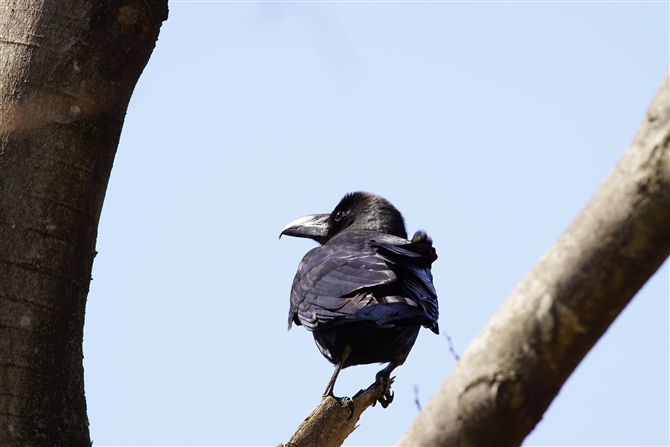 nVugKX,Large-billed Crow