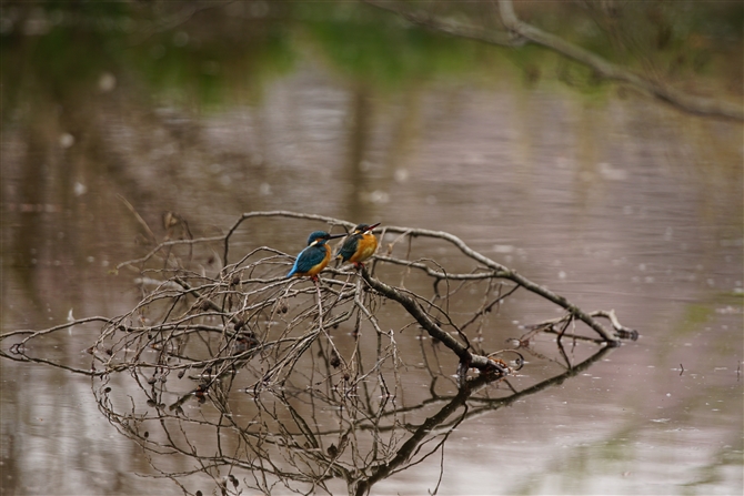 JZ~,Common Kingfisher