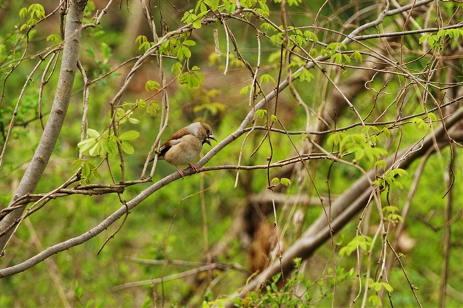 V,Hawfinch