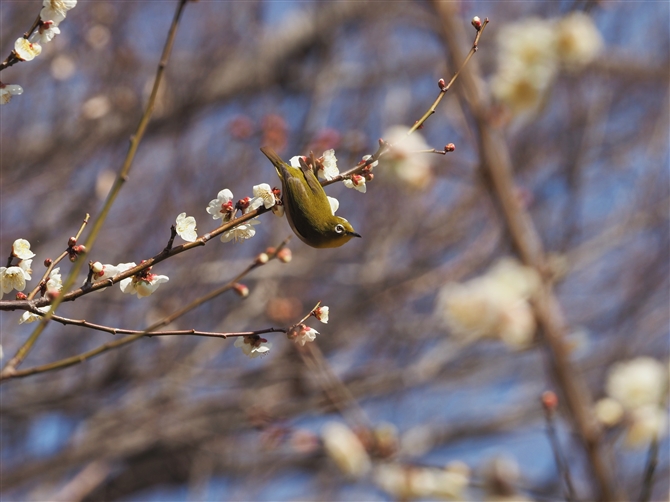 W,Japanese White-eye