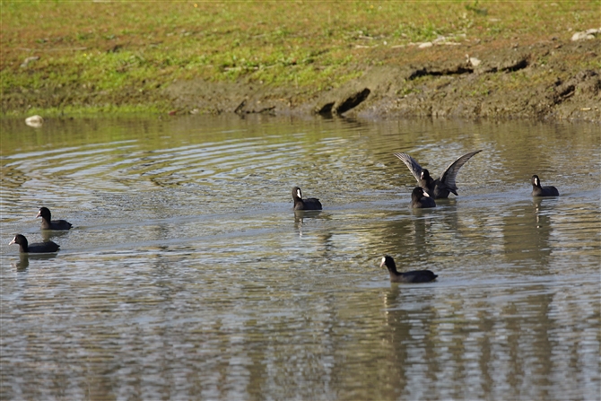 IIo,Eurasian Coot