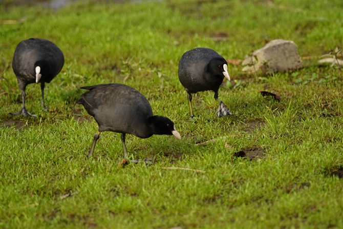 IIo,Eurasian Coot