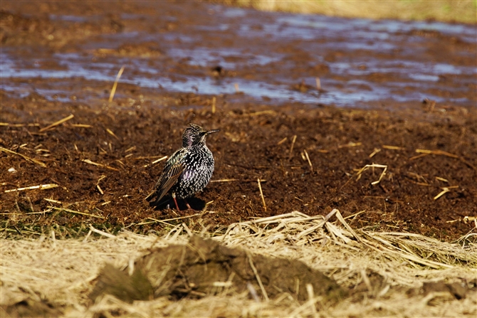 ホシムクドリ,Common Starling