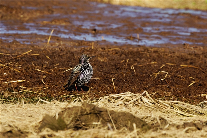 zVNh,Common Starling