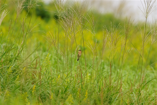 mr^L,Common Stonechat