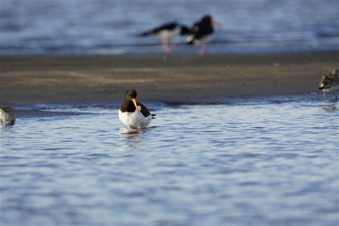 ~Rh,Oystercatcher