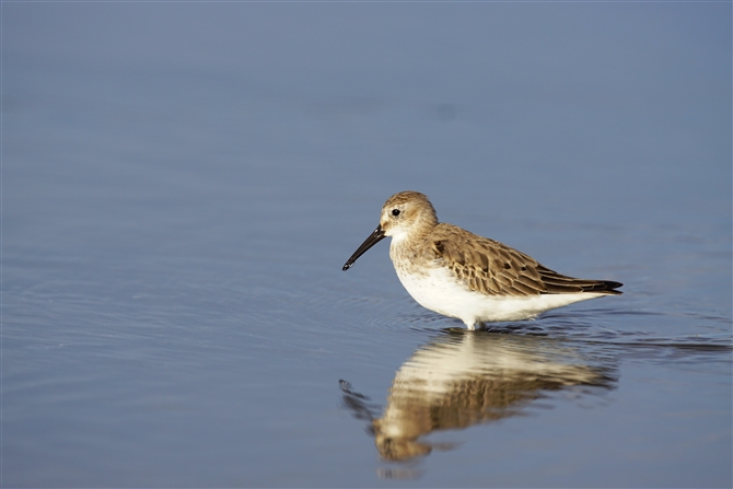 n}VM,Dunlin