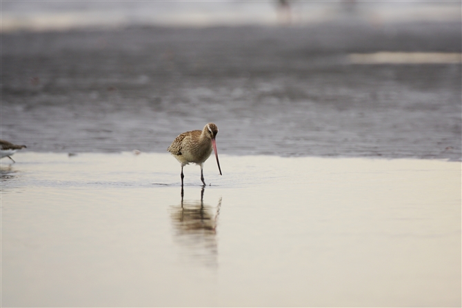 II\nVVM,Bar-tailed Godwit