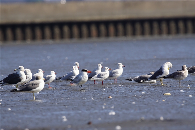 IjAWTV,Caspian Tern