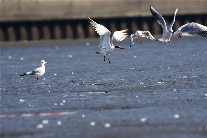 IjAWTV,Caspian Tern