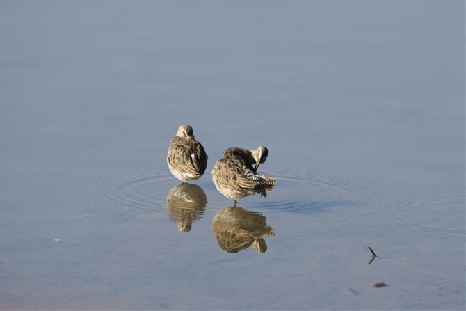 IInVVM,Long-billed Dowitcher