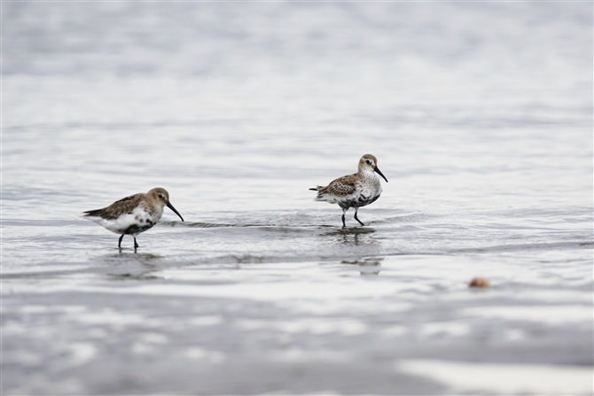 n}VM,Dunlin