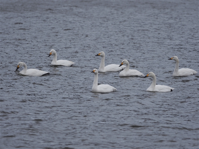 RnN`E,Tundra Swan