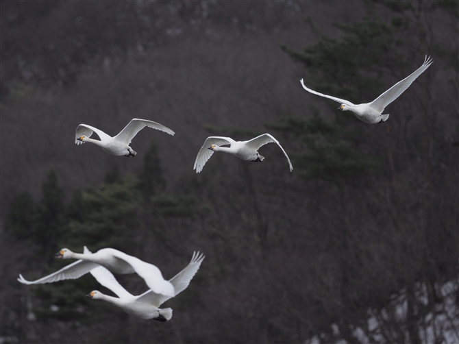 RnN`E,Tundra Swan