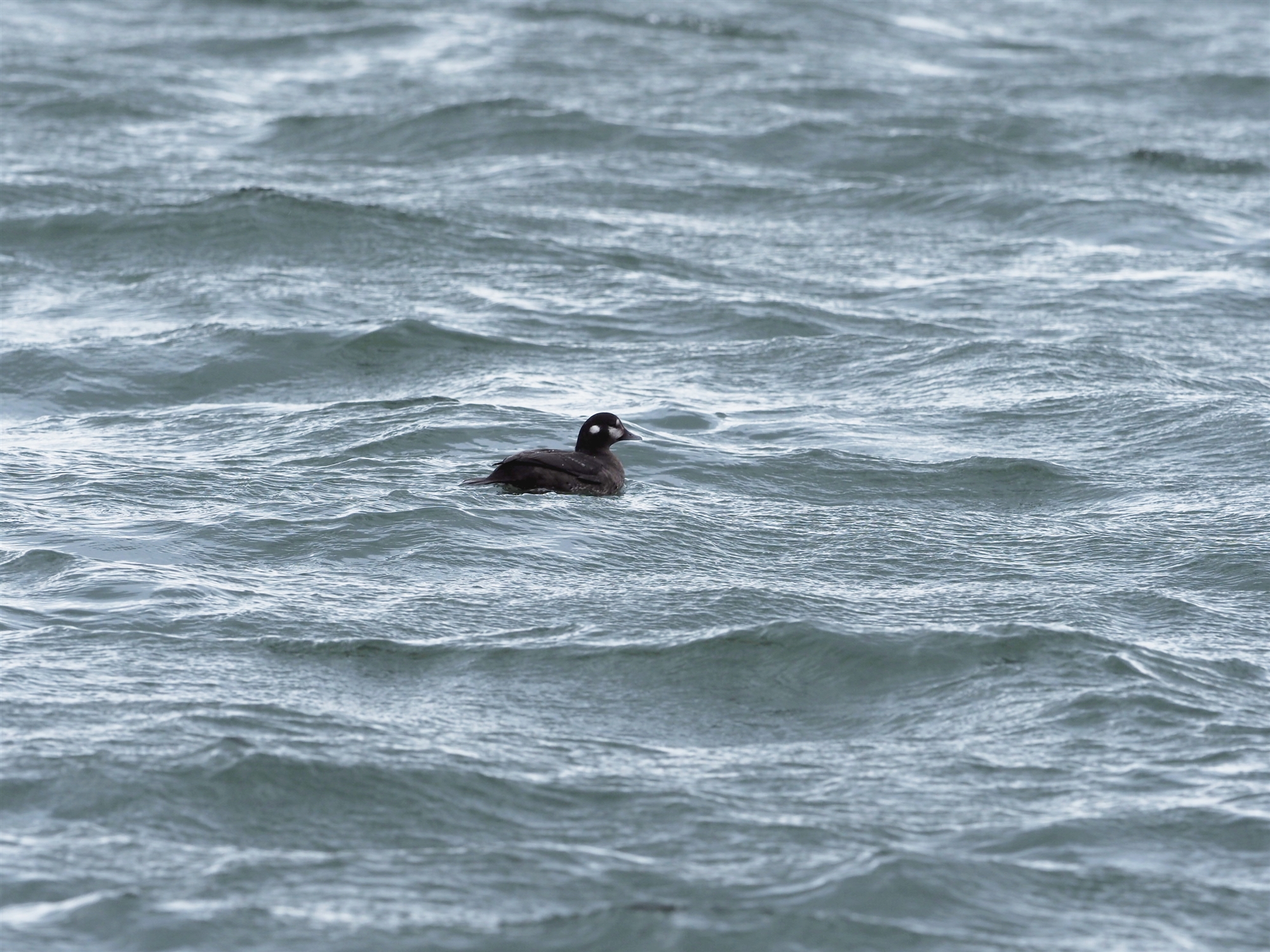 VmK,Harlequin Duck