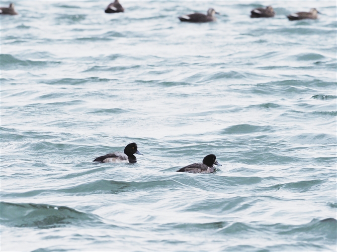 XYK,Greater Scaup