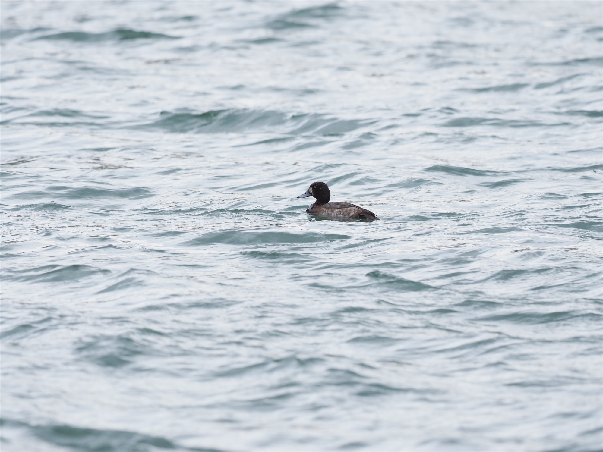 XYK,Greater Scaup