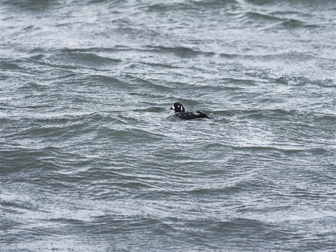 VmK,Harlequin Duck