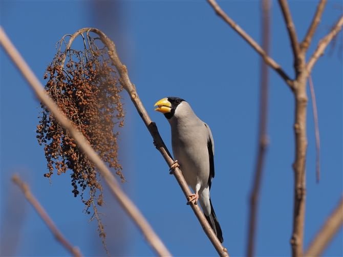 CJ,Japanese Grosbeak