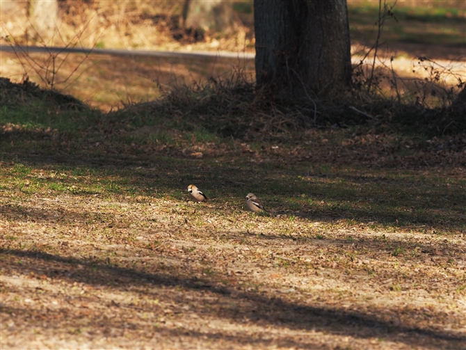 V,Hawfinch