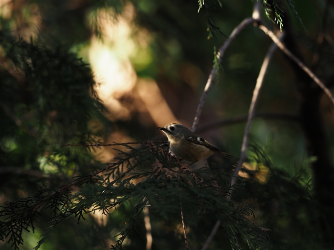 LNC^_L,Goldcrest