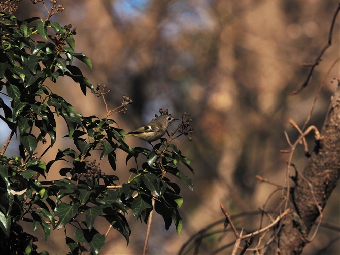 LNC^_L,Goldcrest