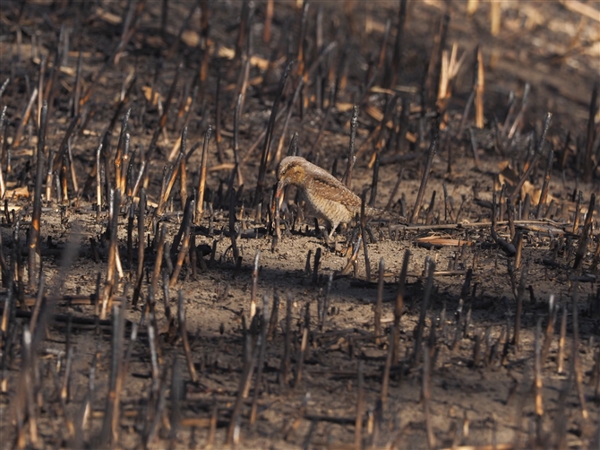 AXC,Eurasian Wryneck