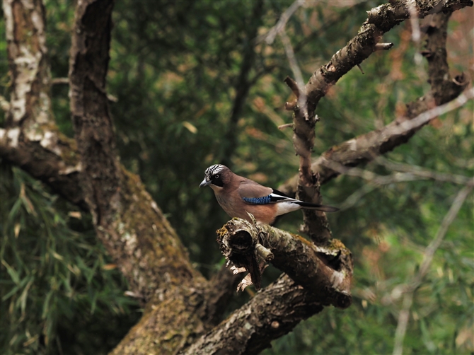 JPX,Eurasian Jay