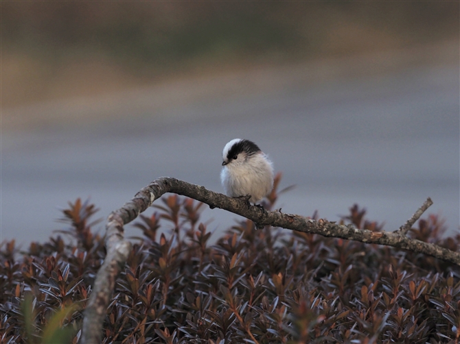 GiK,Long-tailed Tit 