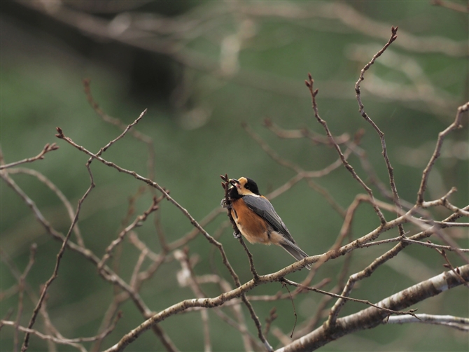 }K,Varied Tit