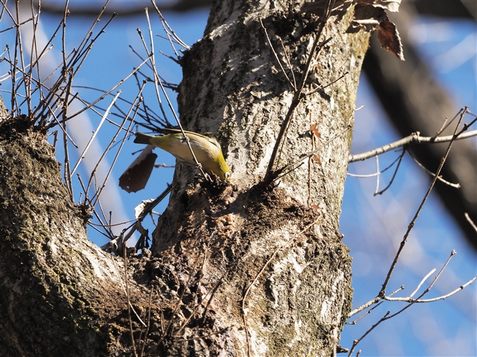 W,Japanese White-eye