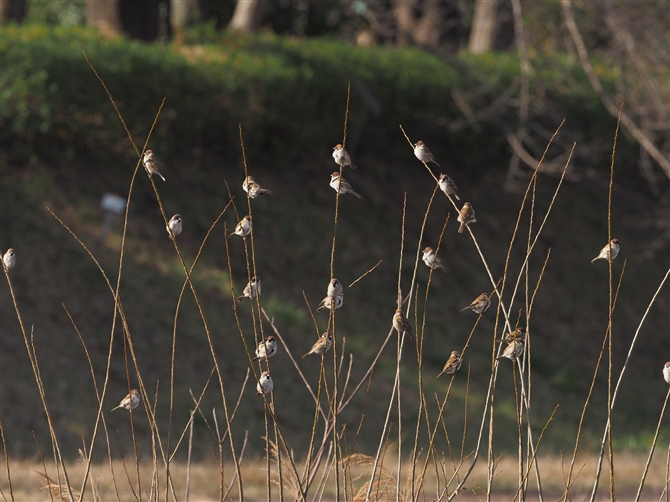 XY,Eurasian Tree Sparrow