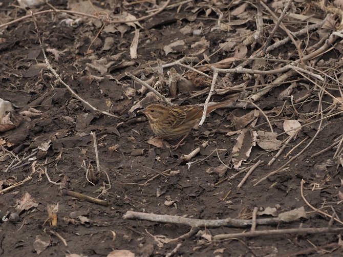 NW,Grey Bunting