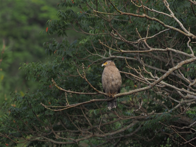 JV,Cresteed Serpent Eagle