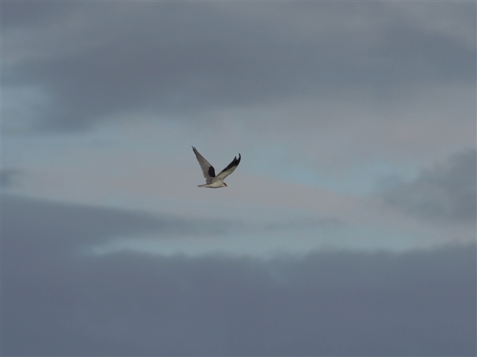 J^Ogr,Black-winged Kite