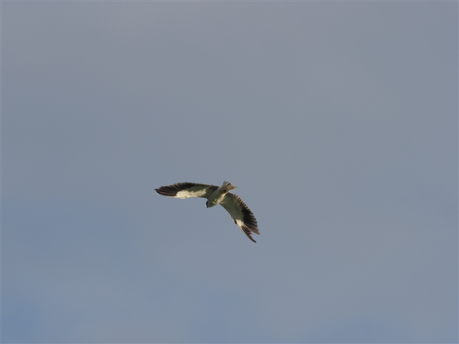 J^Ogr,Black-winged Kite