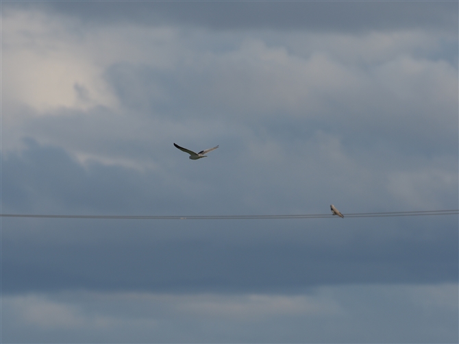 J^Ogr,Black-winged Kite