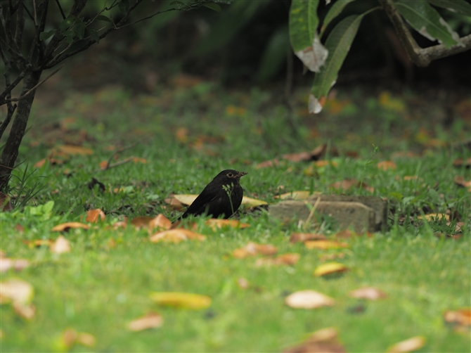 NE^h,Common Blackbird