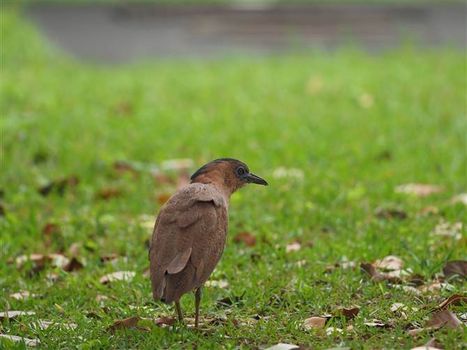 YO~]SC,Malayan Night Heron