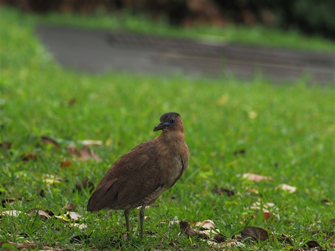 YO~]SC,Malayan Night Heron