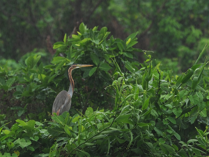 TLTM,Purple Heron