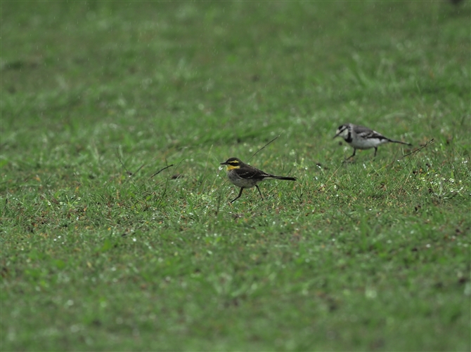 ciKZLC,Yellow Wagtail