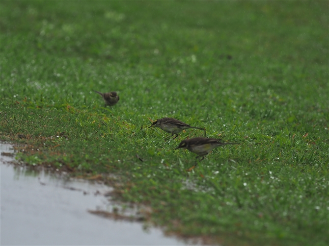 ciKZLC,Yellow Wagtail