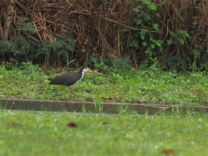 VnNCi,White-brested Waterhen