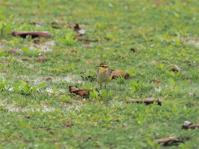 ciKZLC,Yellow Wagtail